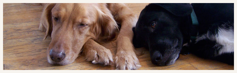 banner4.jpg