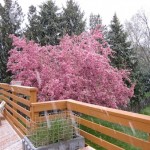 Spring Snowstorm