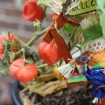 Lantern Flowers
