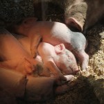 20111006_stokoe_animals2