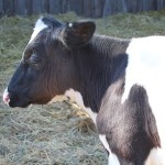 20111006_stokoe_animals4