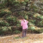 20111106_raking8