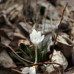Happy First Day of Spring!