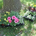 A Gardening We Will Go!